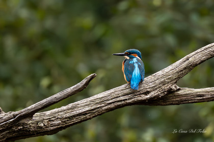 Kingfisher