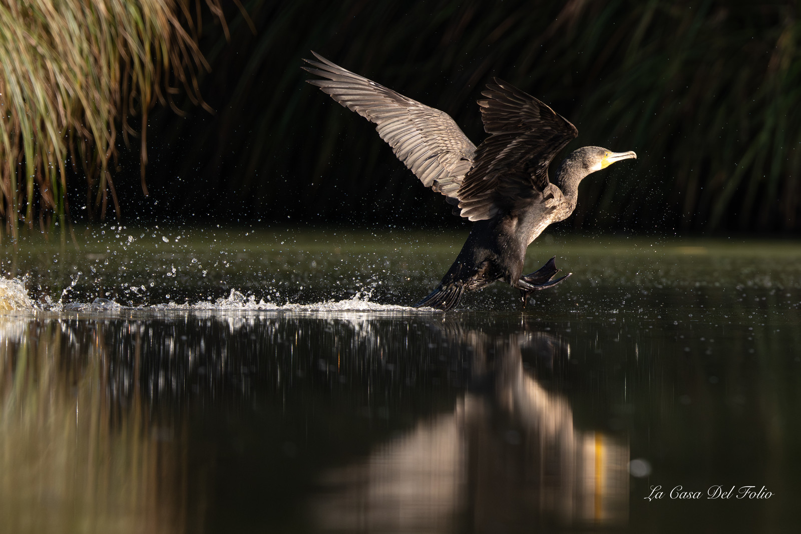 Grand cormoran