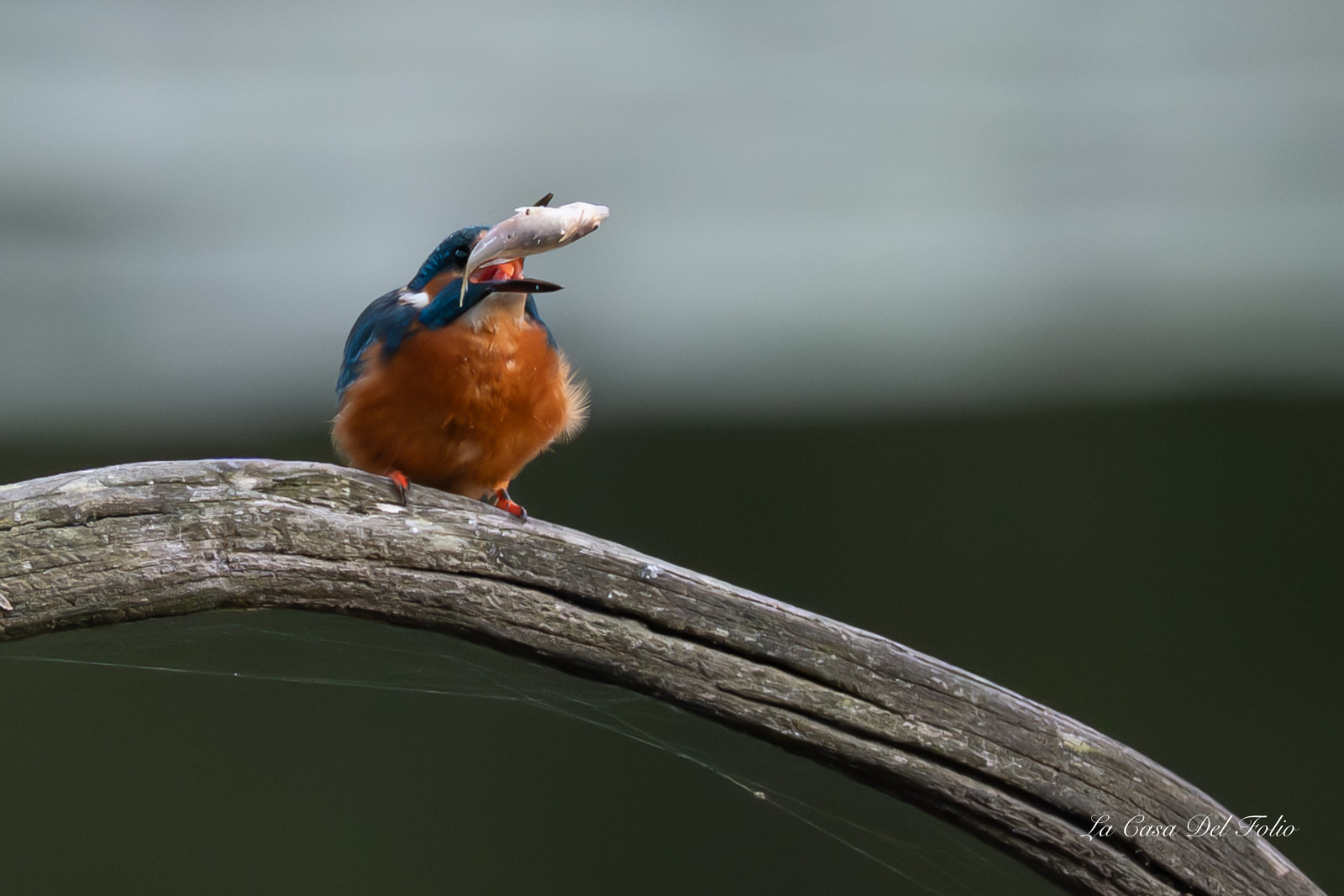 Kingfisher