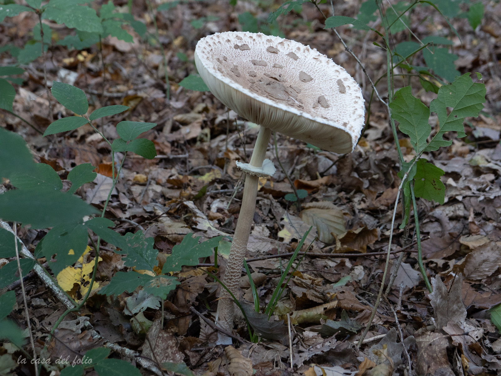 Champignon; Mushroom