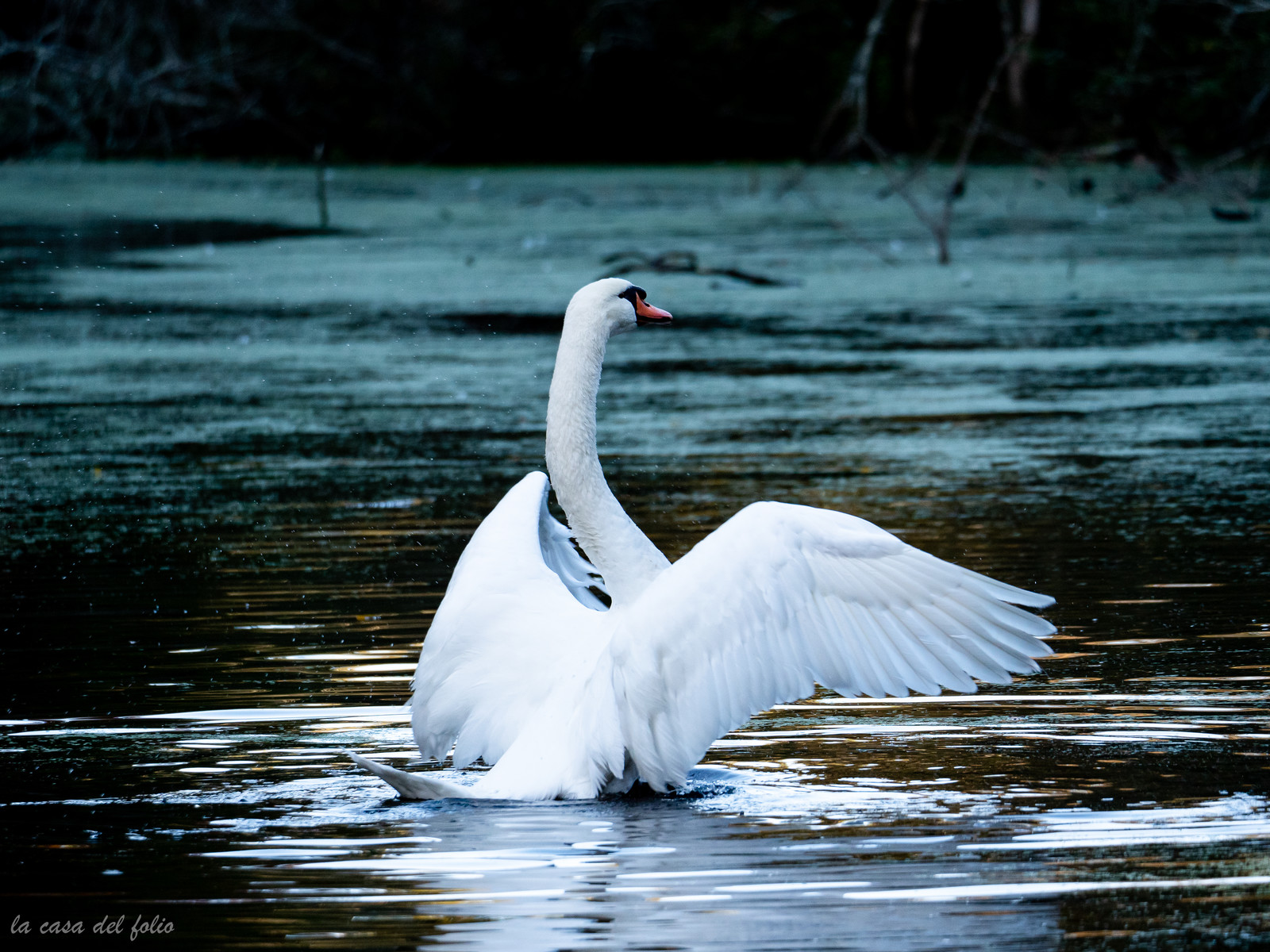 Cygne sauvage