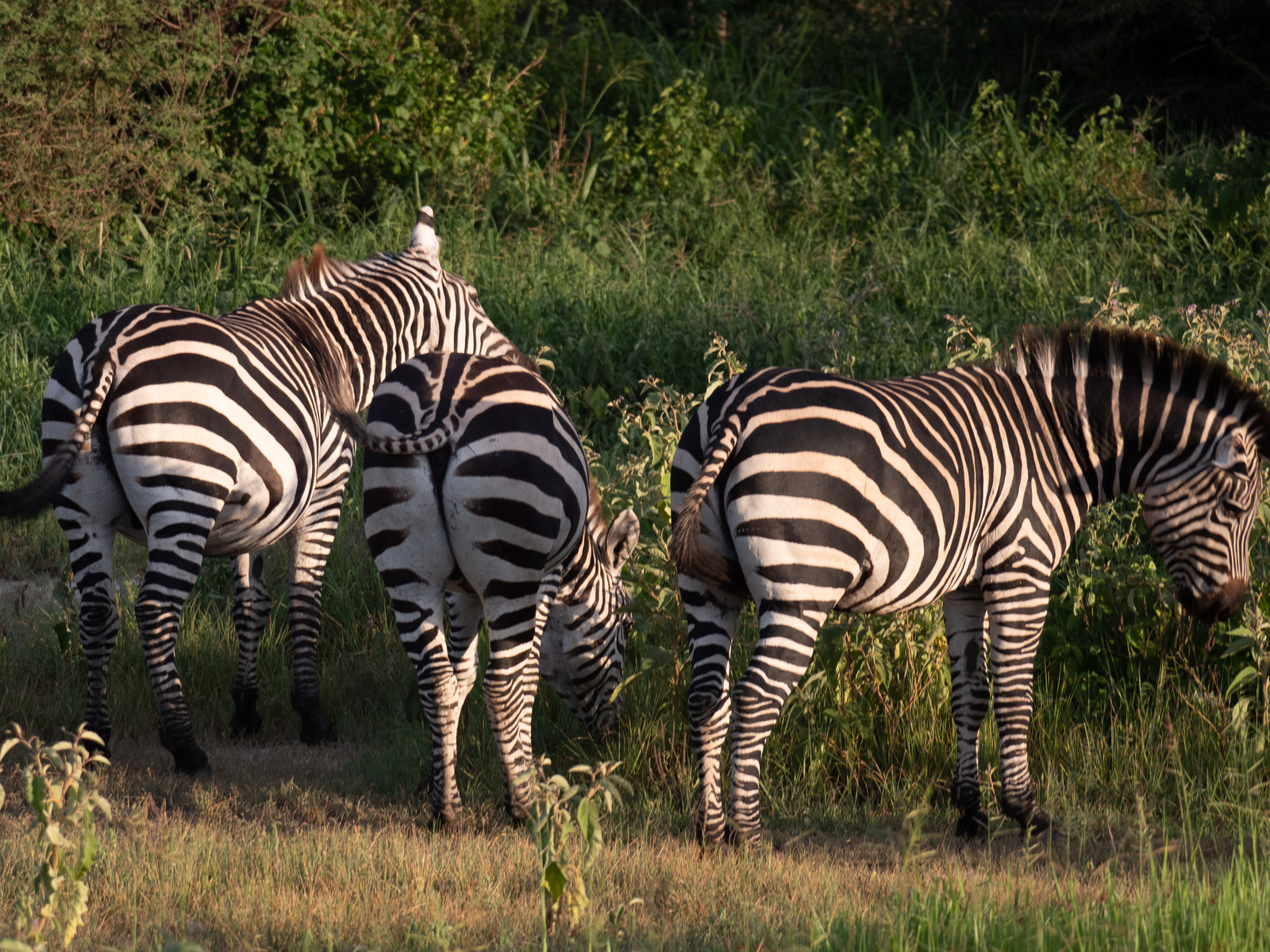 Zèbre de Tanzanie