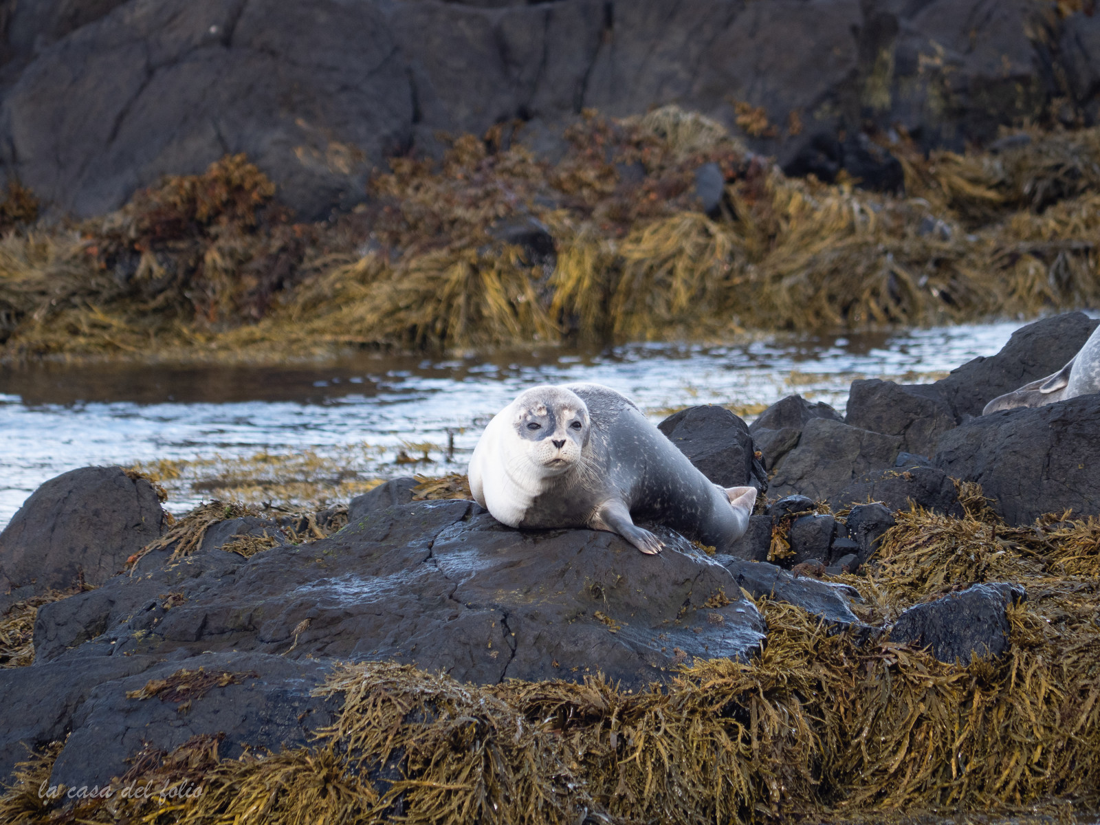Phoques d'Islande