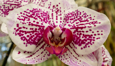 Orchidée