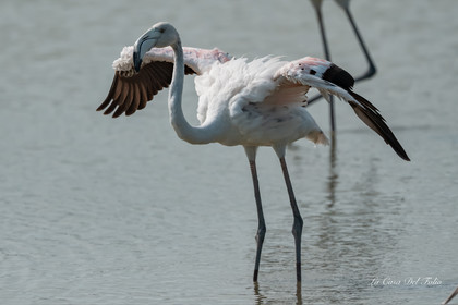 Flamant rose