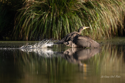 Grand cormoran