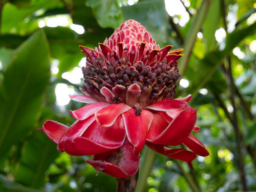 Rose de porcelaine