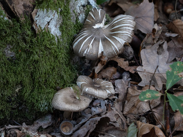 Champignon; Mushroom