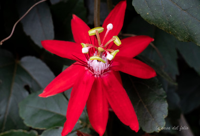 Orchidée
