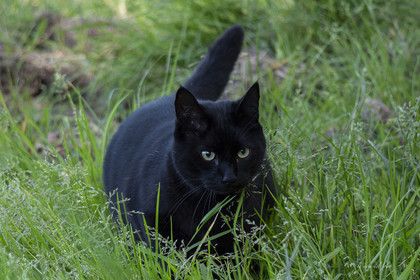 Zazou le chat