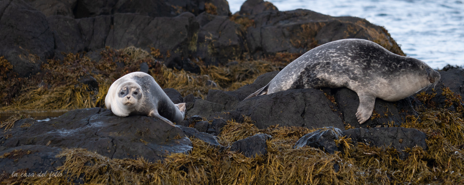 Phoques d'Islande