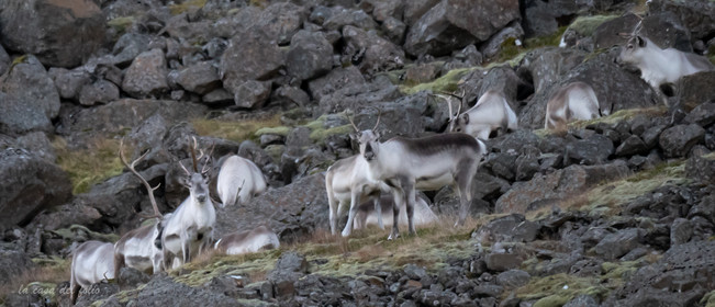 Islande