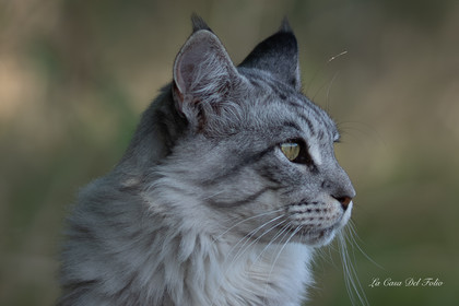 Les Chats