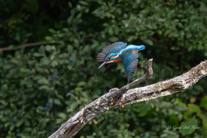 Kingfisher