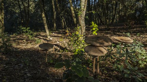mushroom