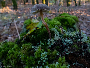 Champignon; Mushroom