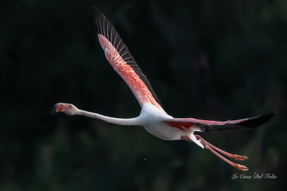 Flament rose , Parc naturel des Aiguamolls, Espagne