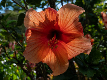 Hibiscus rose de chine   Hibiscus rosa- sinensis