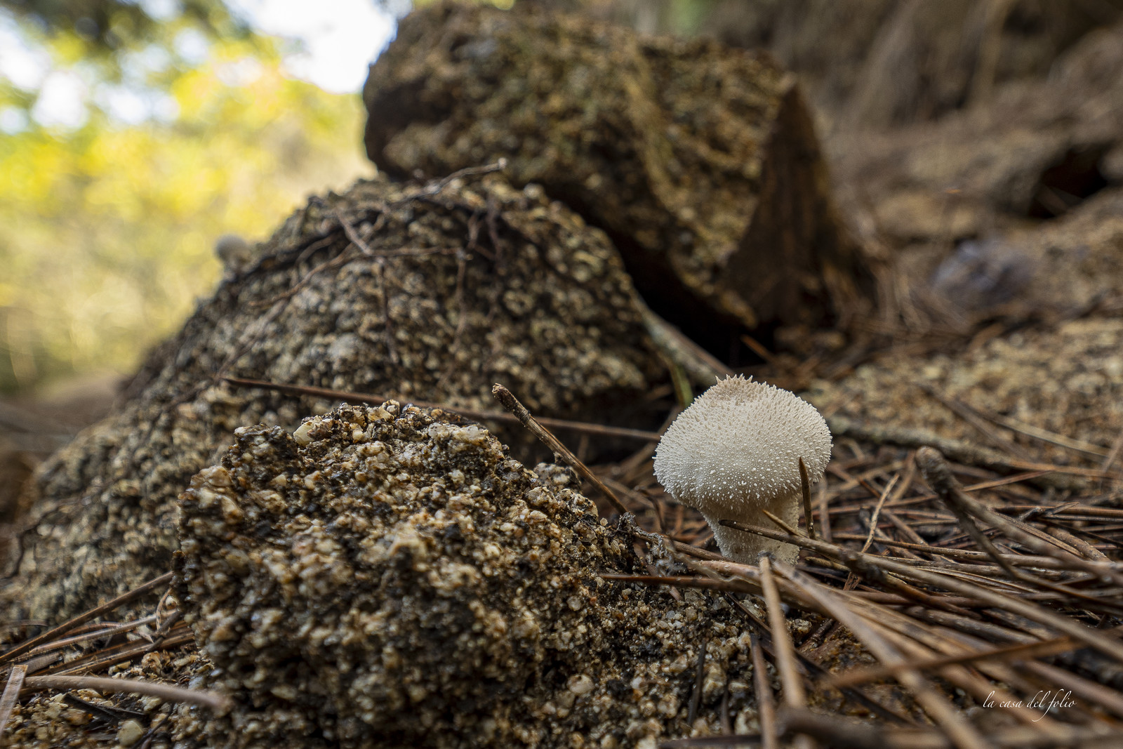 Mushroom