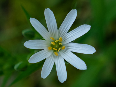 Stellaire holostée