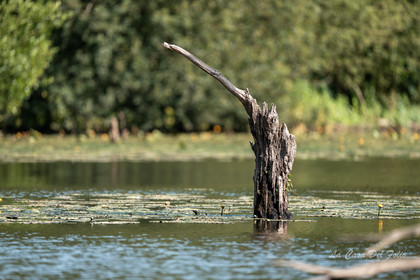Le Gesvres, La Chapelle-sur-Erdre