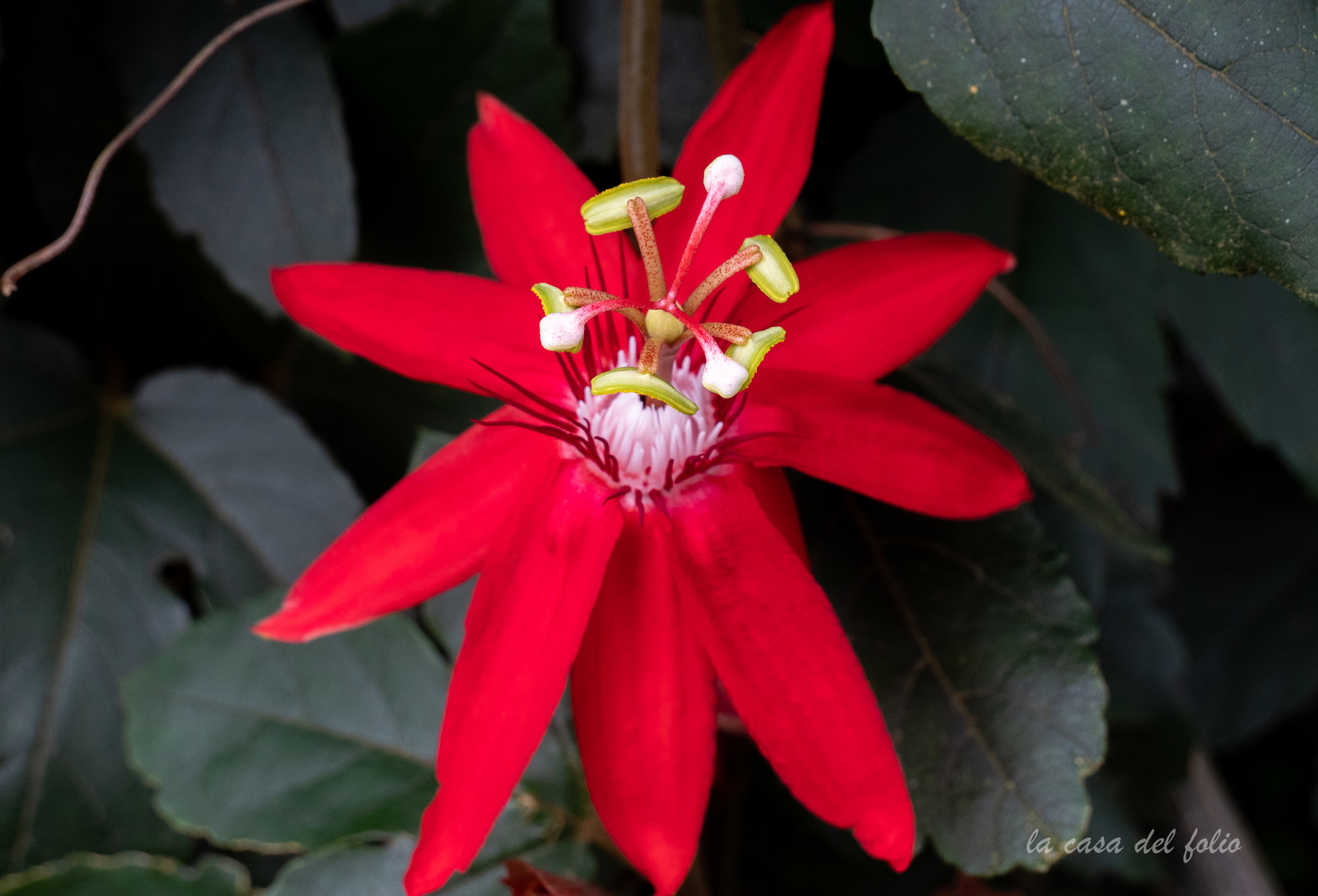 Orchidée