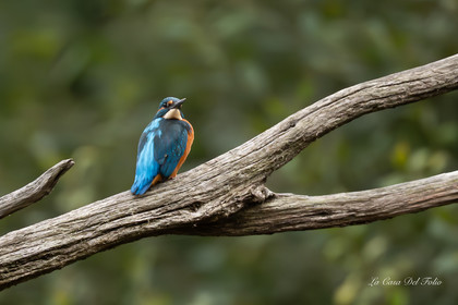 Kingfisher