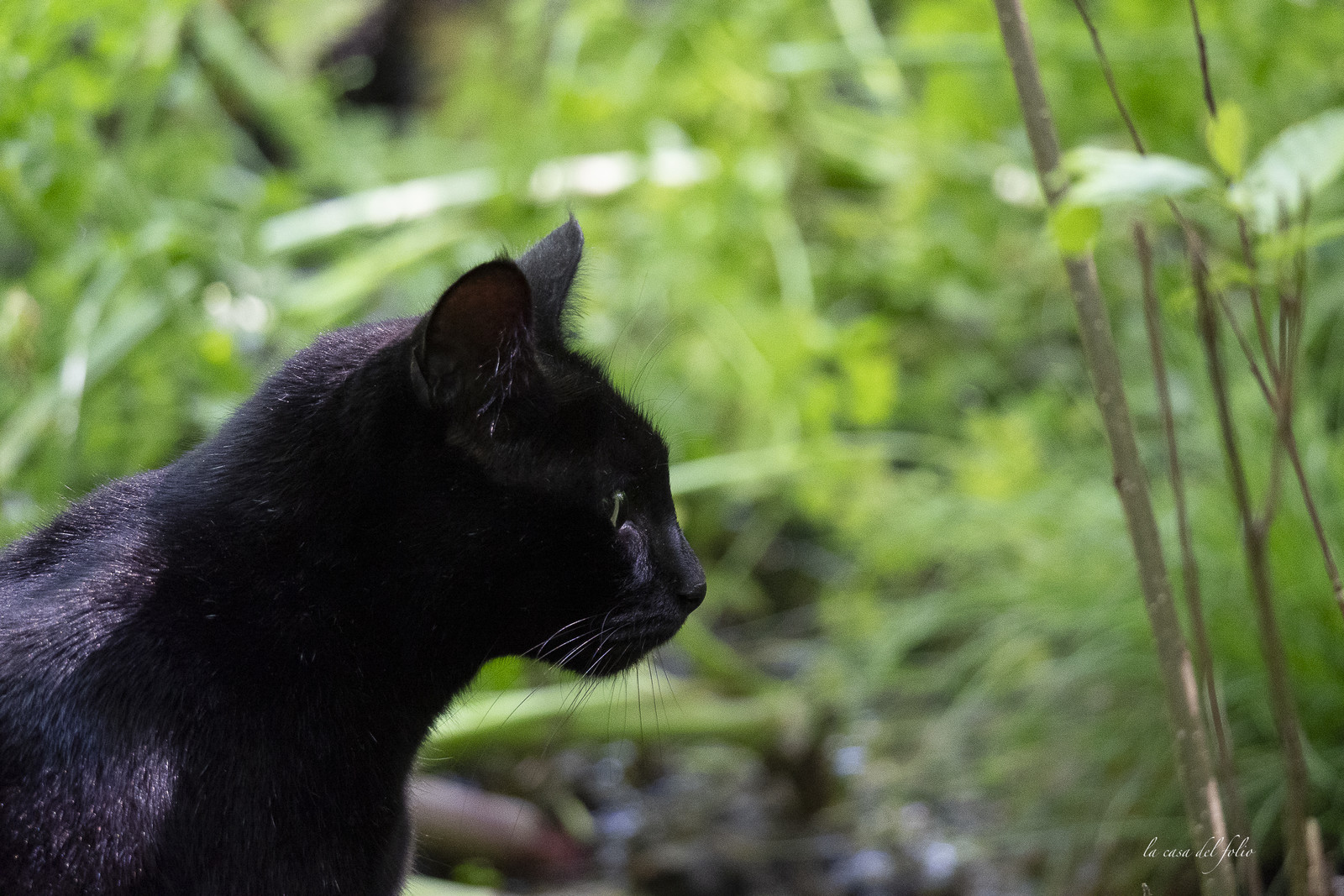 Zazou le chat