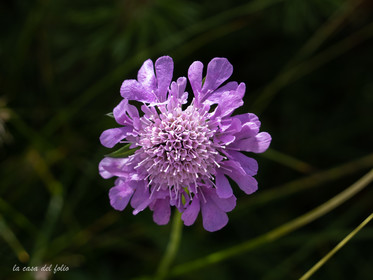 Scabieuse colombaire