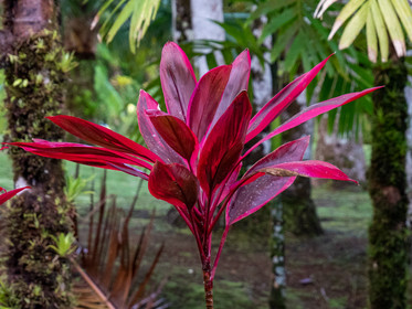 Epinard hawaïen   Cordyline fruticosa
