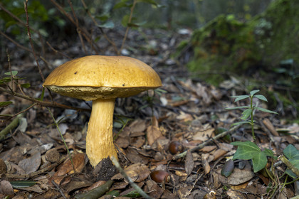 mushroom