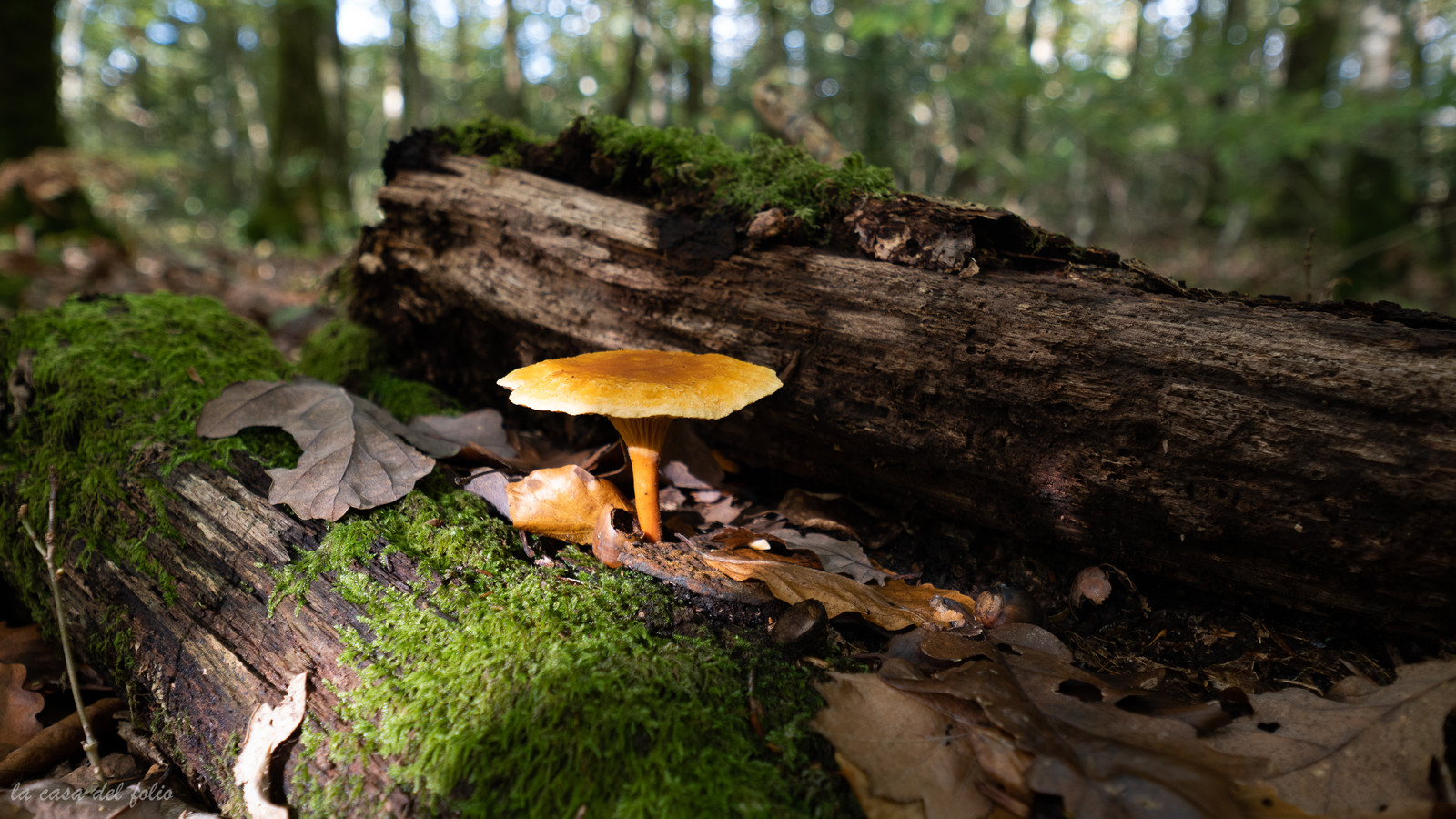 Champignon; Mushroom