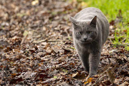 Chat en forêt