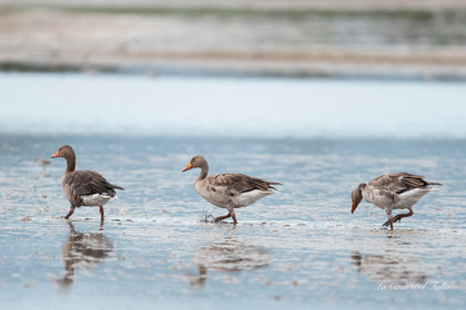 Parc naturel des Aiguamolls