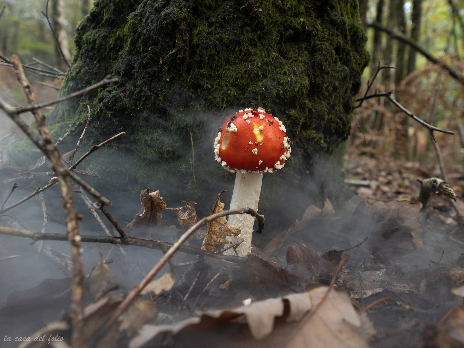 Champignon; Mushroom