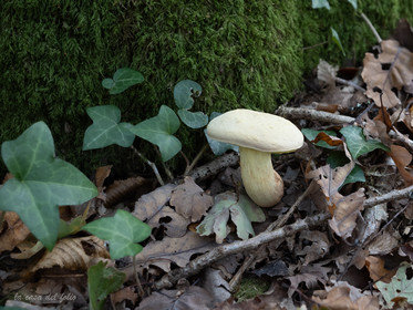 Champignon; Mushroom