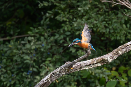 Kingfisher