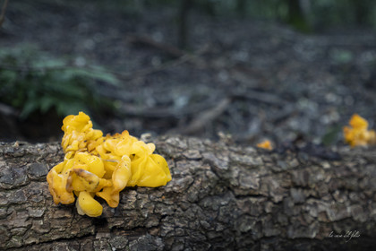 mushroom