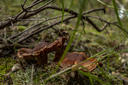 Champignon