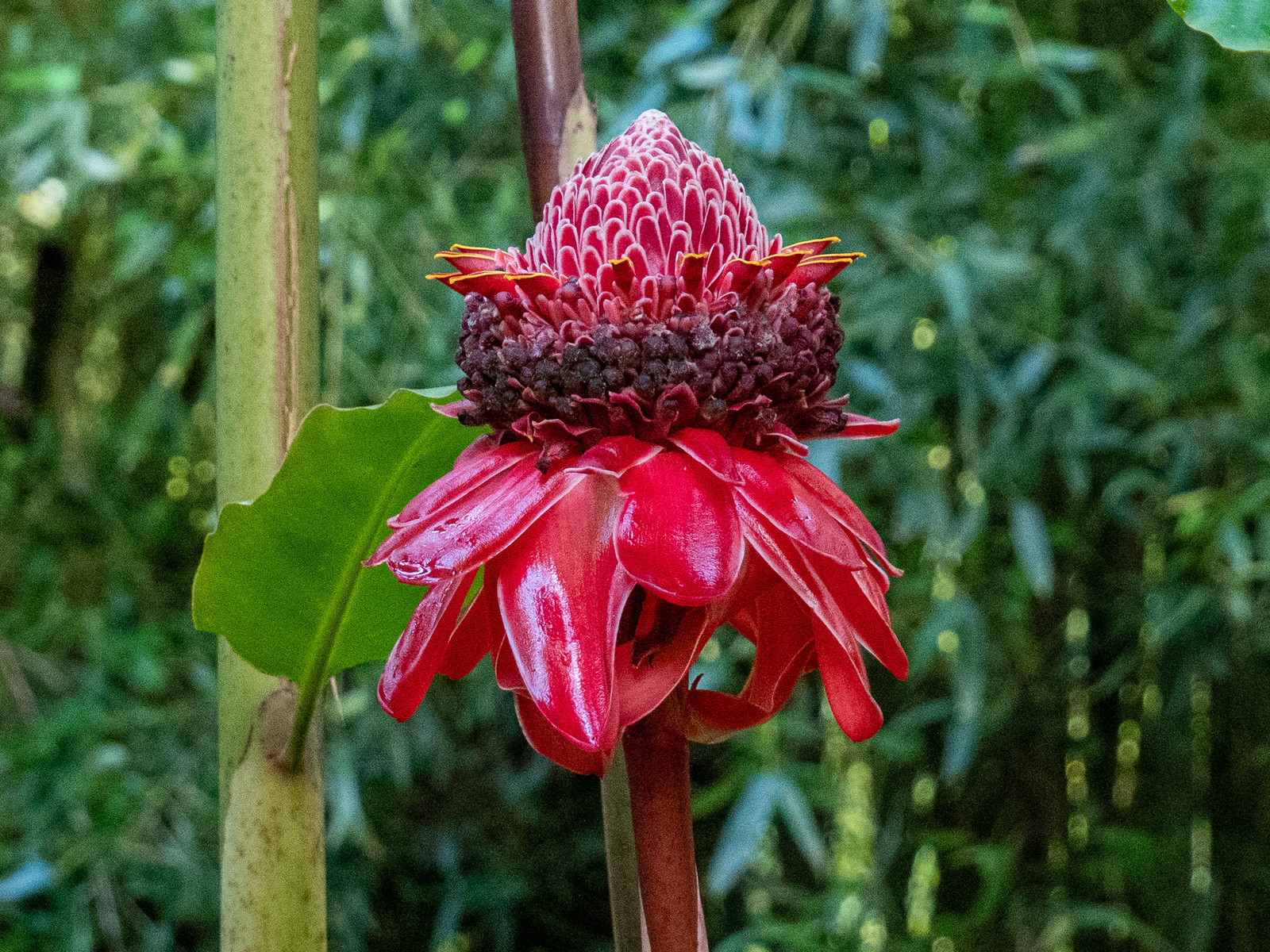 Rose de porcelaine