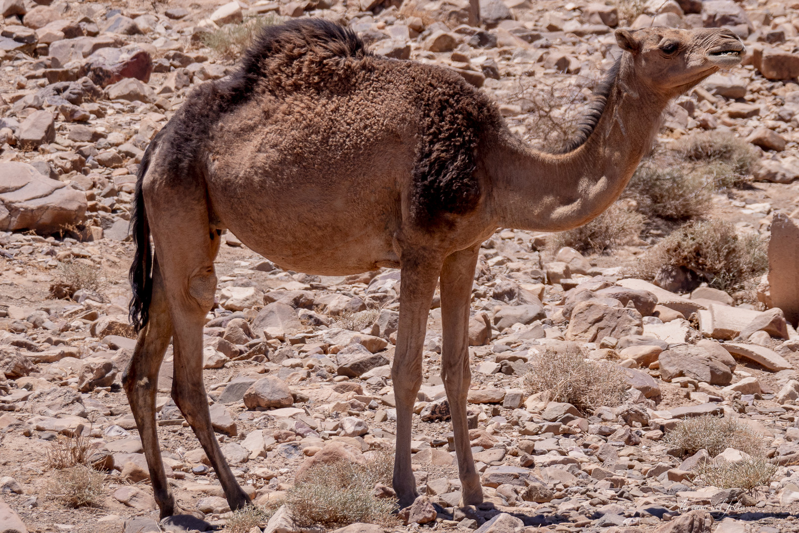 Maroc