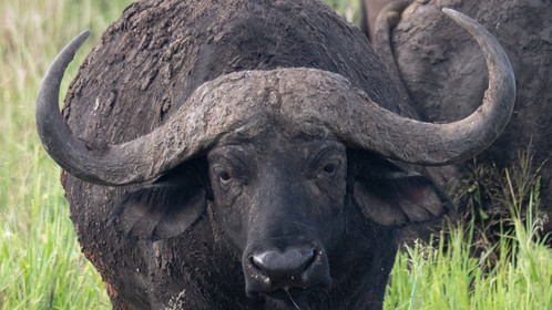 Buffle de Tanzanie