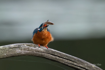Kingfisher