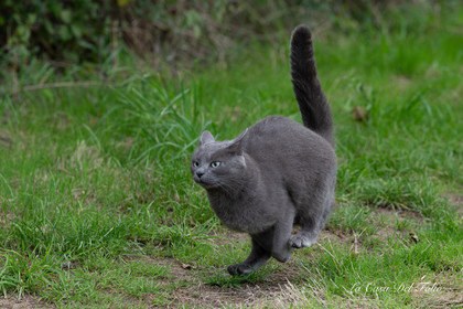 chat en balade