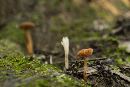 Mushroom