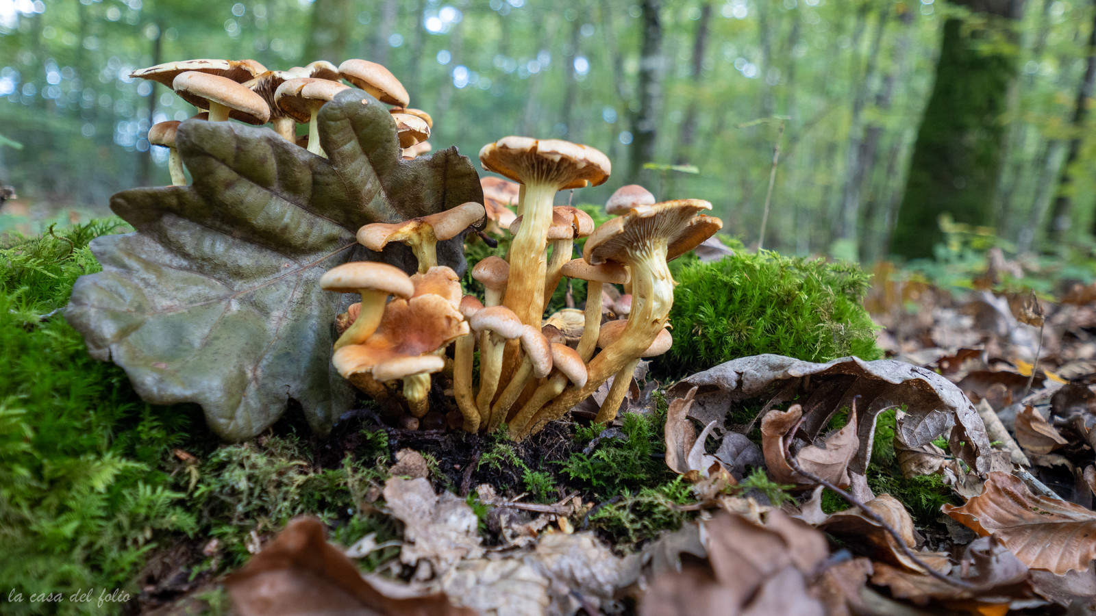 Champignon; Mushroom