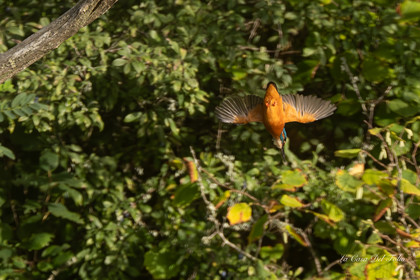 Kingfisher- Le Gesvres