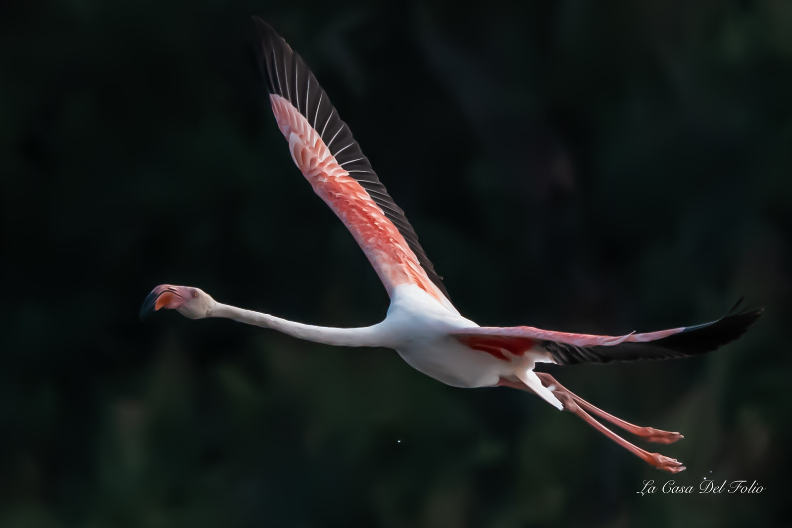 Flament rose , Parc naturel des Aiguamolls, Espagne