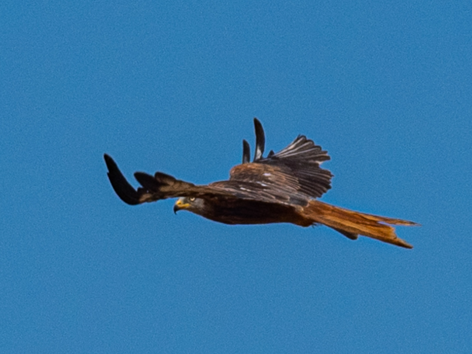 p1291710-2.jpg