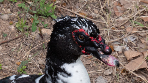Le Canard de Barbarie à Saragosse